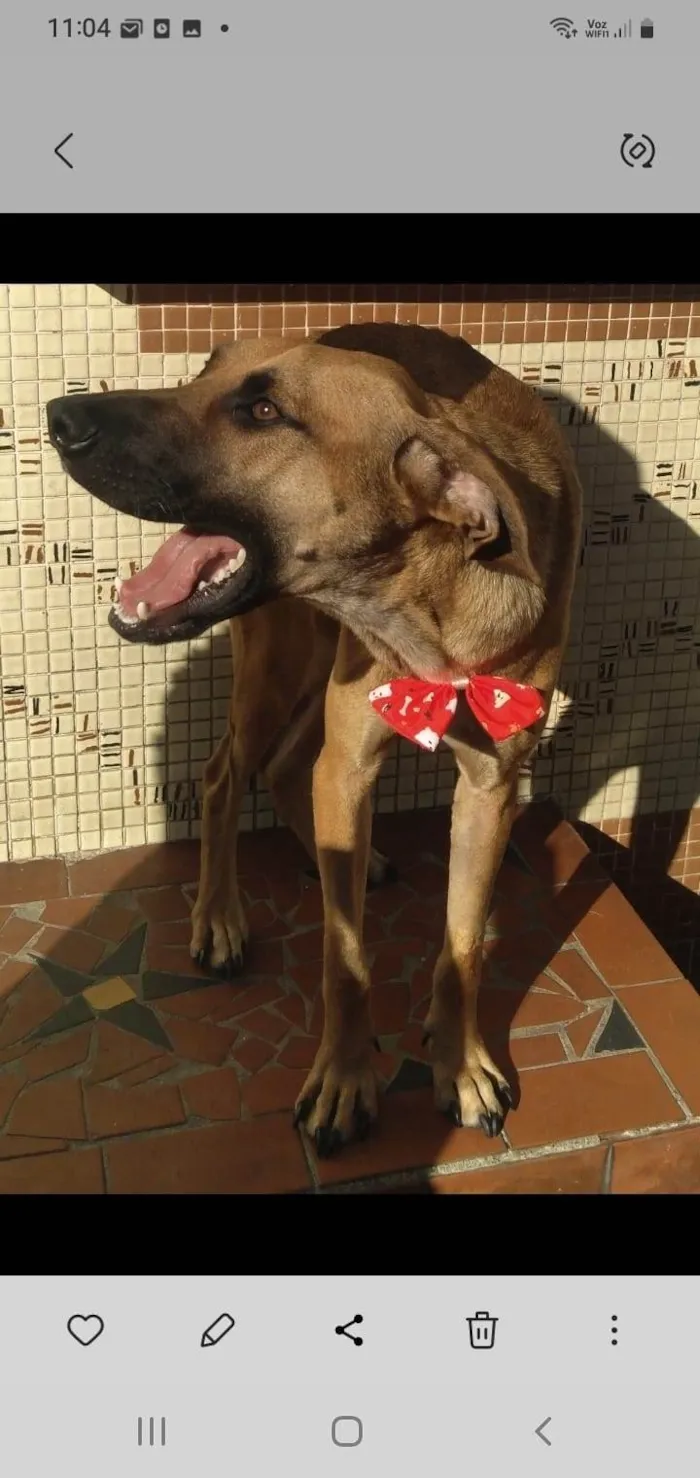 Cachorro ra a SRD-ViraLata idade 2 anos nome Brisa