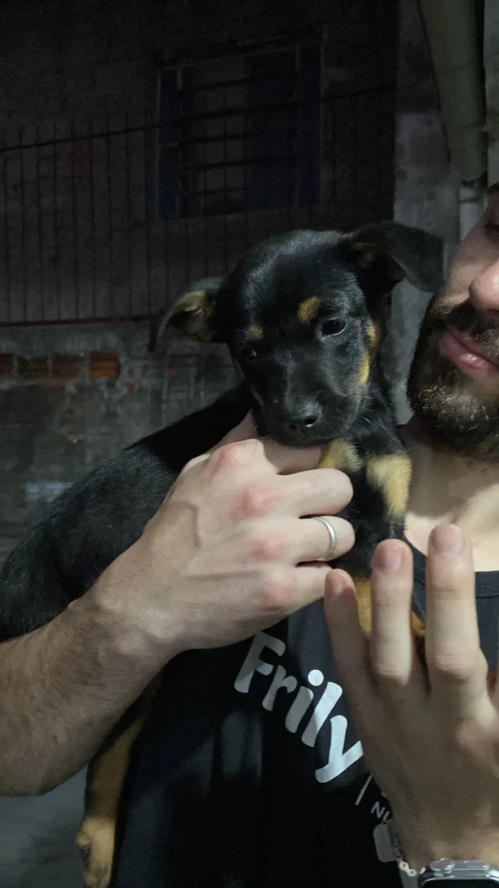 Cachorro ra a SRD-ViraLata idade Abaixo de 2 meses nome Sem nome! 