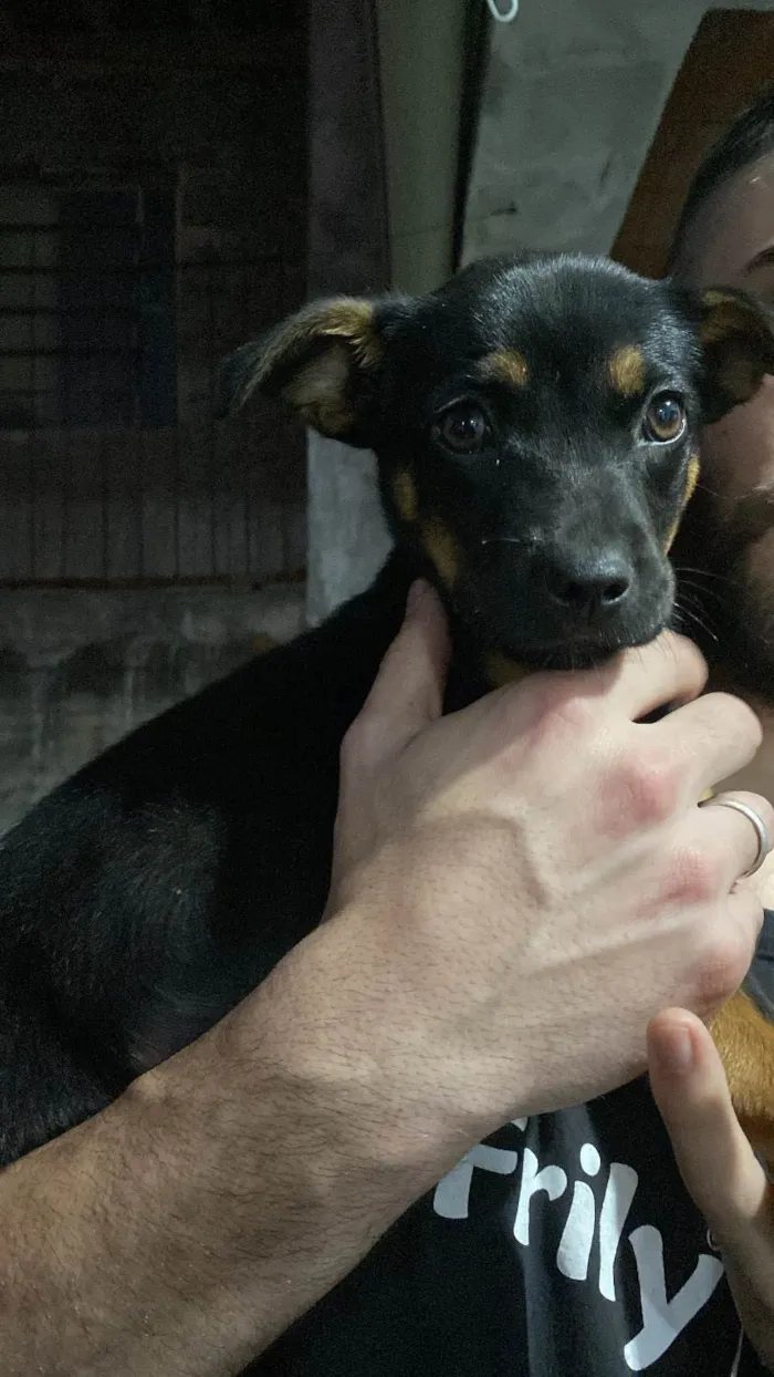 Cachorro ra a SRD-ViraLata idade Abaixo de 2 meses nome Sem nome! 