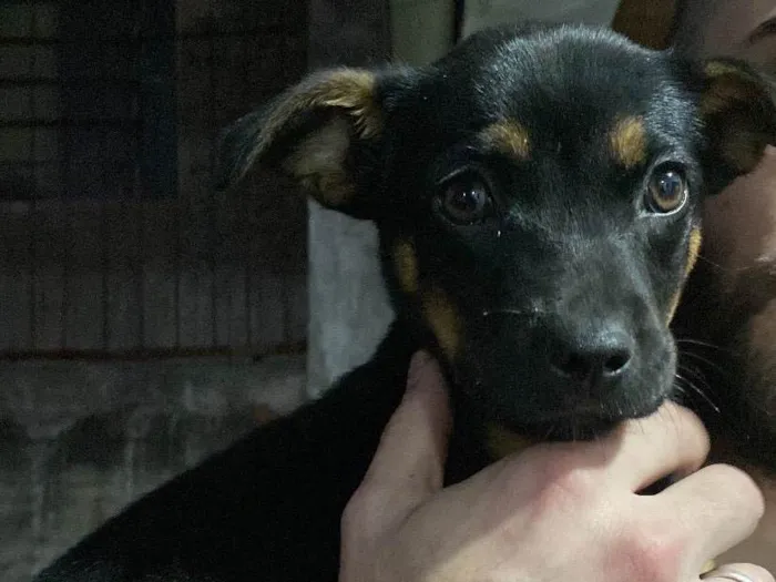 Cachorro ra a SRD-ViraLata idade Abaixo de 2 meses nome Sem nome! 