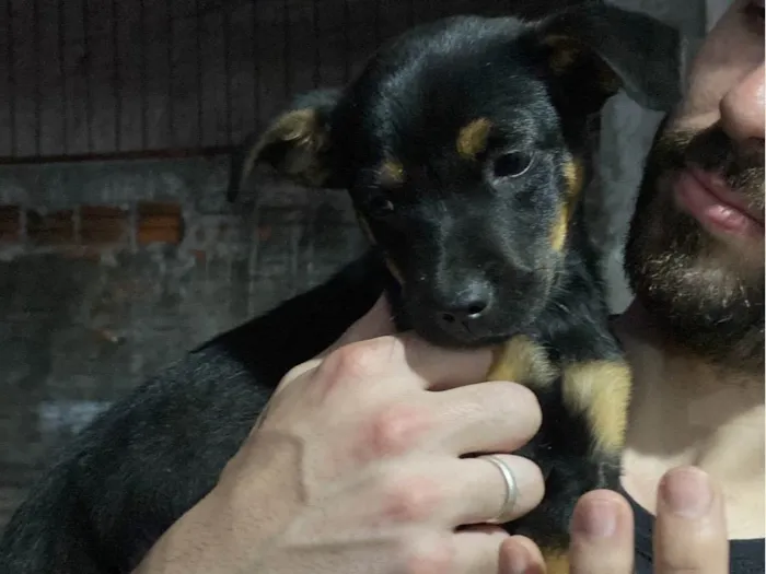 Cachorro ra a SRD-ViraLata idade Abaixo de 2 meses nome Sem nome! 