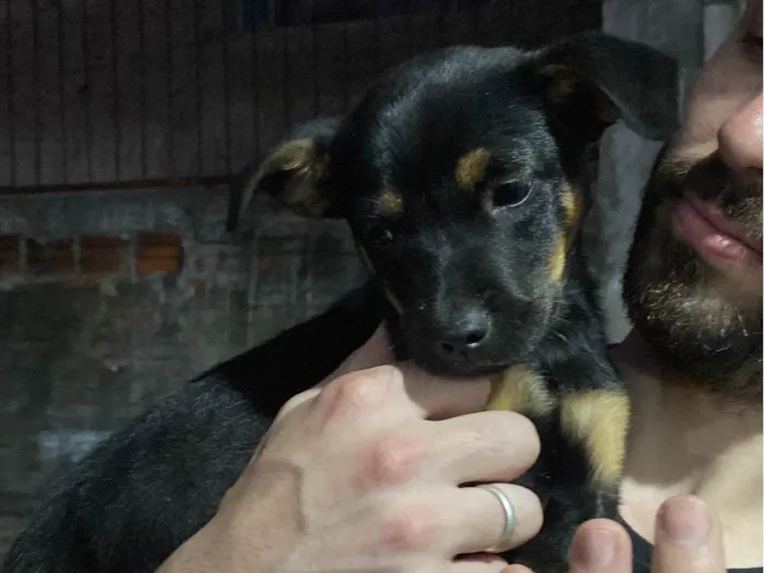 Cachorro ra a SRD-ViraLata idade Abaixo de 2 meses nome Sem nome! 