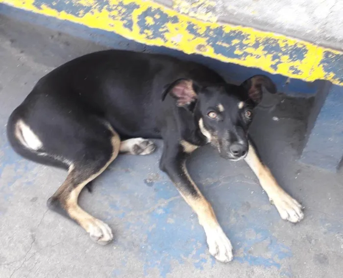 Cachorro ra a SRD-ViraLata idade 7 a 11 meses nome Sem nome 