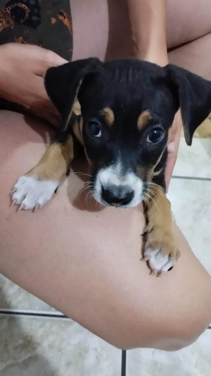 Cachorro ra a SRD-ViraLata idade Abaixo de 2 meses nome Moana