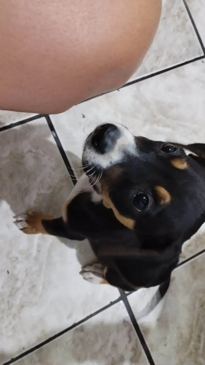 Cachorro ra a SRD-ViraLata idade Abaixo de 2 meses nome Moana