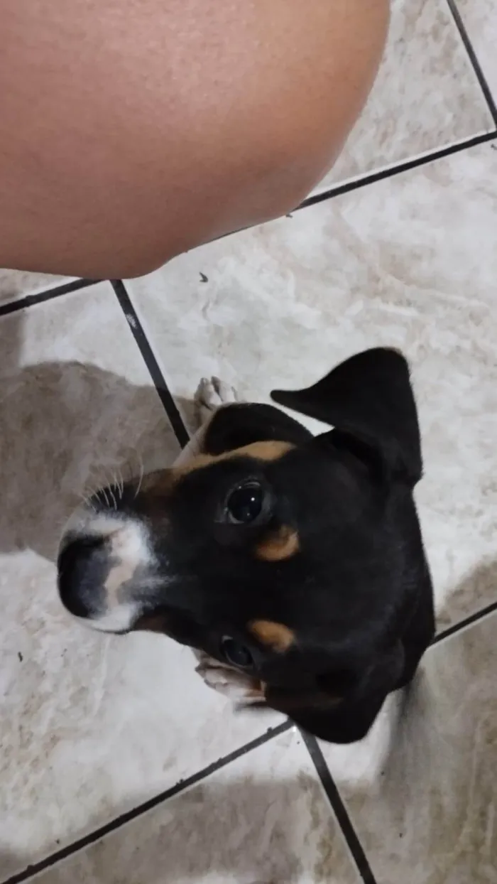 Cachorro ra a SRD-ViraLata idade Abaixo de 2 meses nome Moana