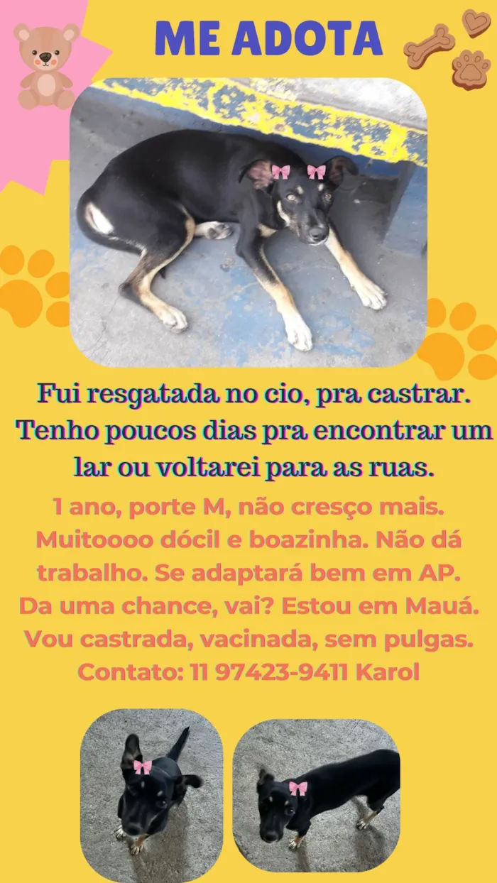 Cachorro ra a SRD-ViraLata idade 7 a 11 meses nome Sem nome 