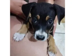 Cachorro raça SRD-ViraLata idade Abaixo de 2 meses nome Moana