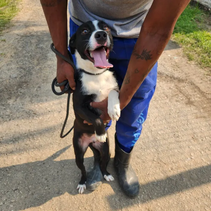 Cachorro ra a SRD-ViraLata idade 2 anos nome Galisteu 