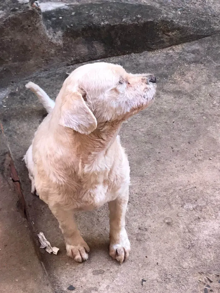 Cachorro ra a SRD-ViraLata idade 3 anos nome Pingo e Pipoca