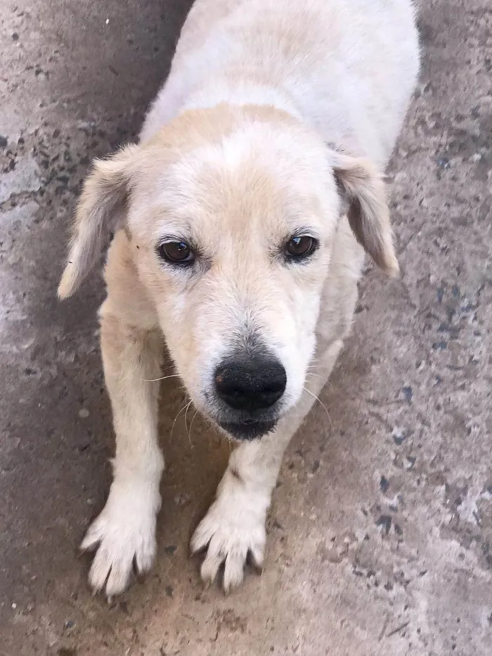 Cachorro ra a SRD-ViraLata idade 3 anos nome Pingo e Pipoca