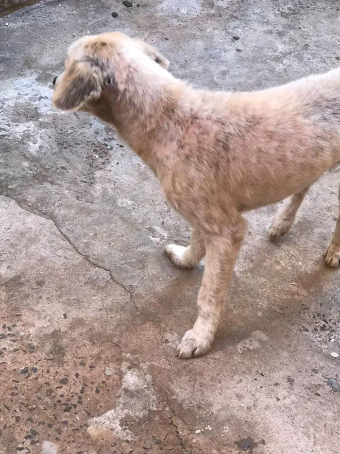 Cachorro ra a SRD-ViraLata idade 3 anos nome Pingo e Pipoca