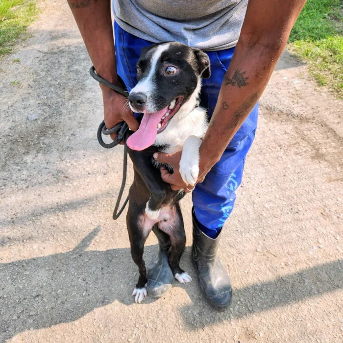 Cachorro ra a SRD-ViraLata idade 2 anos nome Diguinho