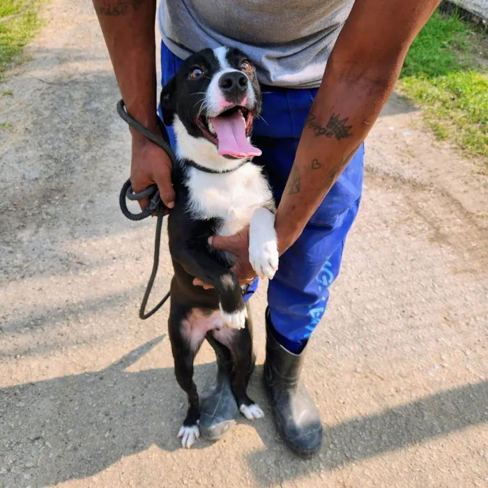 Cachorro ra a SRD-ViraLata idade 2 anos nome Diguinho