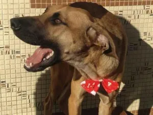 Cachorro raça SRD-ViraLata idade 2 anos nome Brisa