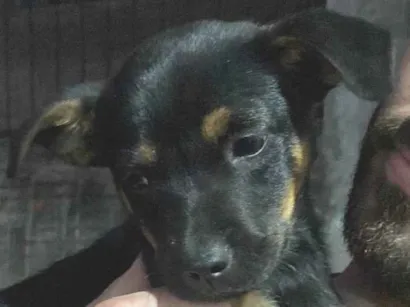 Cachorro raça SRD-ViraLata idade Abaixo de 2 meses nome Sem nome! 