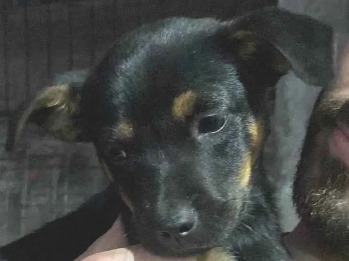 Cachorro ra a SRD-ViraLata idade Abaixo de 2 meses nome Sem nome! 