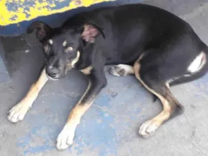 Cachorro raça SRD-ViraLata idade 7 a 11 meses nome Sem nome 