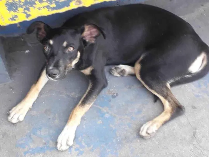 Cachorro ra a SRD-ViraLata idade 7 a 11 meses nome Sem nome 