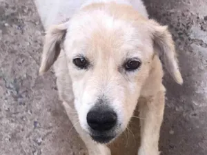 Cachorro raça SRD-ViraLata idade 3 anos nome Pingo e Pipoca