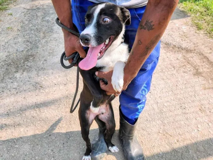 Cachorro ra a SRD-ViraLata idade 2 anos nome Diguinho