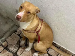 Cachorro raça Pit-Bull idade 7 a 11 meses nome Marlin