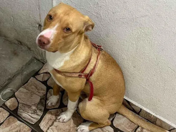 Cachorro ra a Pit-Bull idade 7 a 11 meses nome Marlin