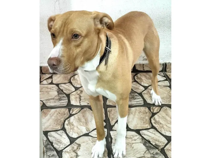 Cachorro ra a Pit-Bull idade 7 a 11 meses nome Marlin