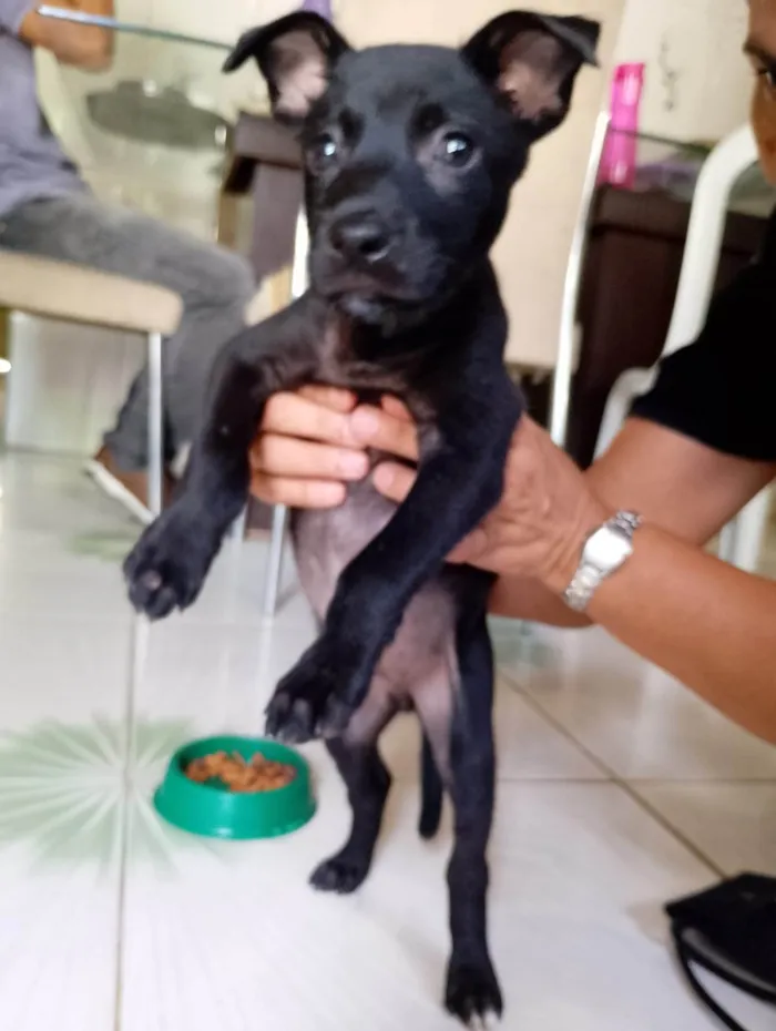 Cachorro ra a SRD-ViraLata idade Abaixo de 2 meses nome Brolly