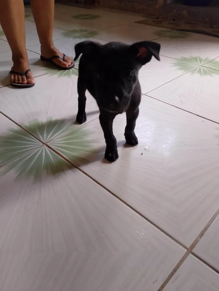 Cachorro ra a SRD-ViraLata idade Abaixo de 2 meses nome Brolly