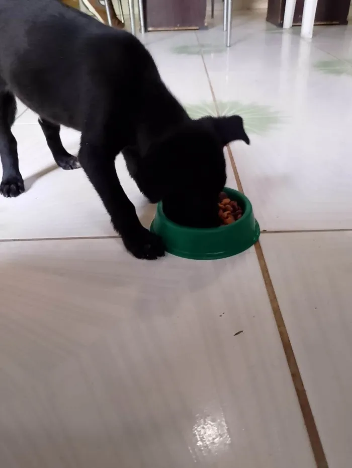 Cachorro ra a SRD-ViraLata idade Abaixo de 2 meses nome Brolly