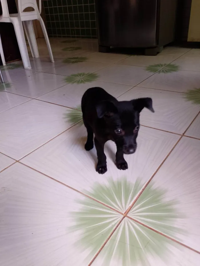 Cachorro ra a SRD-ViraLata idade Abaixo de 2 meses nome Brolly