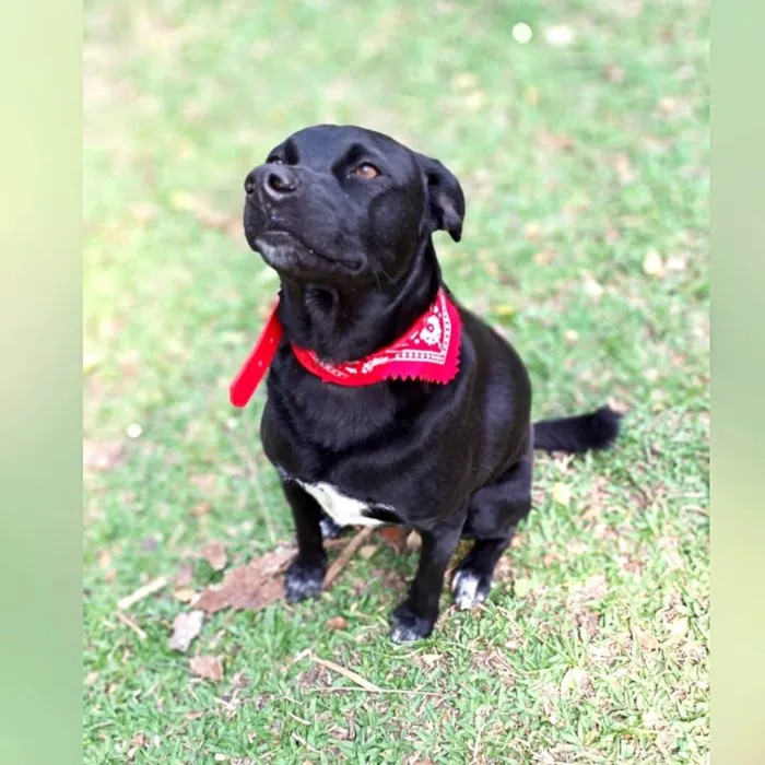 Cachorro ra a SRD-ViraLata idade 2 anos nome Black 