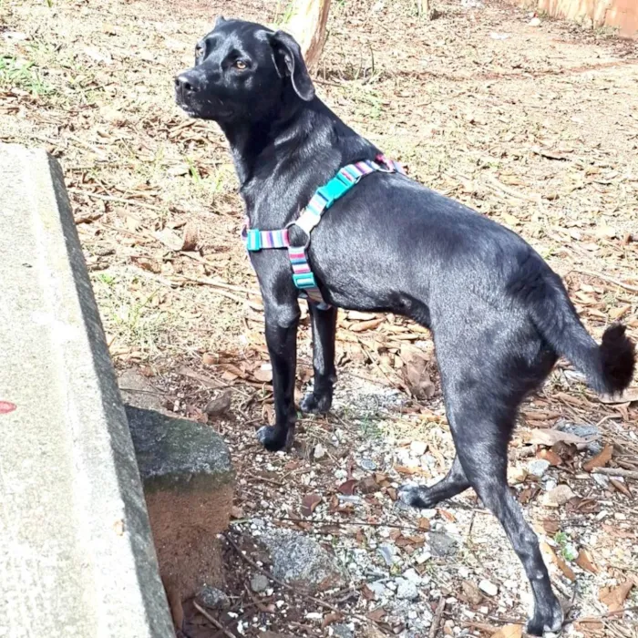 Cachorro ra a SRD-ViraLata idade 2 anos nome Black 