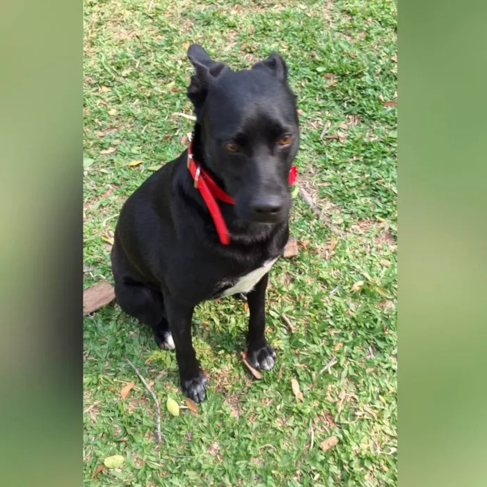 Cachorro ra a SRD-ViraLata idade 2 anos nome Black 