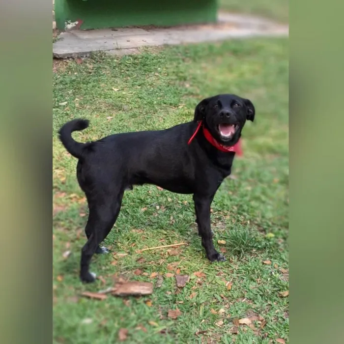 Cachorro ra a SRD-ViraLata idade 2 anos nome Black 