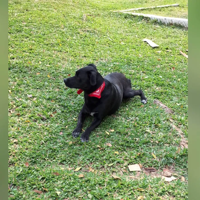 Cachorro ra a SRD-ViraLata idade 2 anos nome Black 