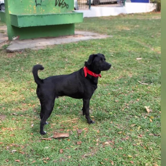 Cachorro ra a SRD-ViraLata idade 2 anos nome Black 