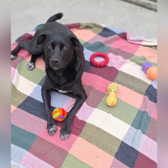 Cachorro ra a SRD-ViraLata idade 2 anos nome Black 