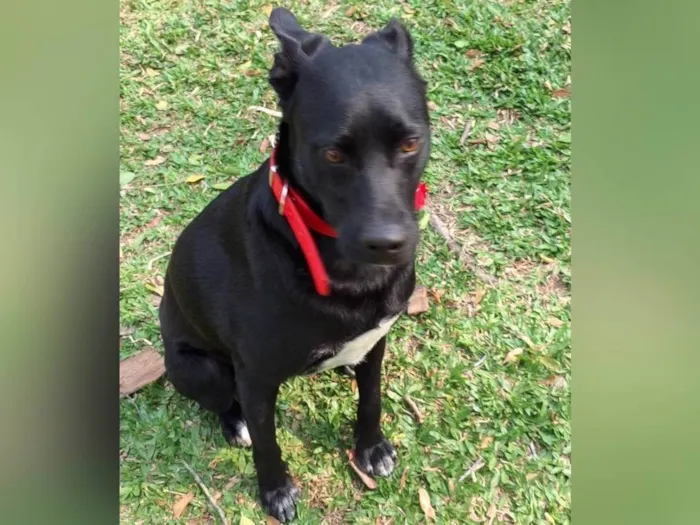 Cachorro ra a SRD-ViraLata idade 2 anos nome Black 