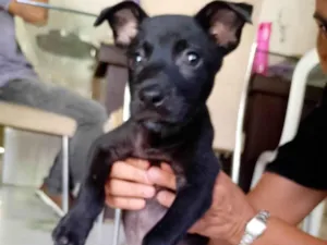 Cachorro raça SRD-ViraLata idade Abaixo de 2 meses nome Brolly