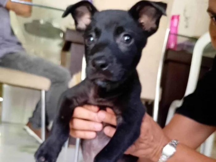 Cachorro ra a SRD-ViraLata idade Abaixo de 2 meses nome Brolly