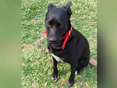 Cachorro raça SRD-ViraLata idade 2 anos nome Black 