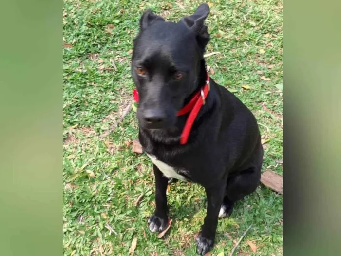 Cachorro ra a SRD-ViraLata idade 2 anos nome Black 