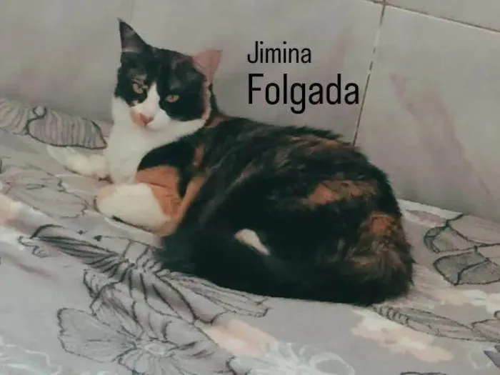 Gato ra a SRD-ViraLata idade 2 anos nome Jimina