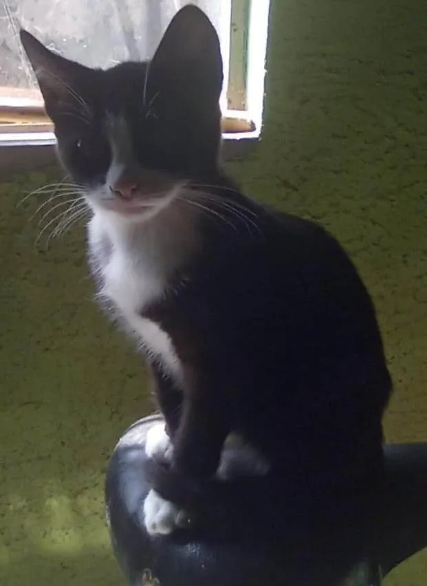 Gato ra a SRD-ViraLata idade 7 a 11 meses nome 4 gatos