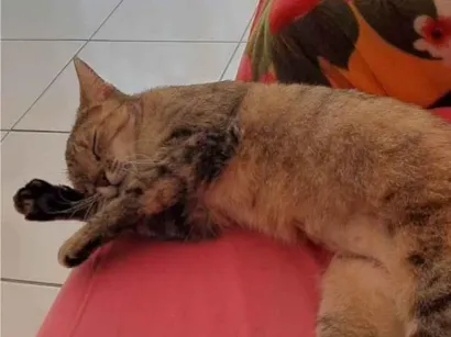 Gato raça SRD-ViraLata idade 2 a 6 meses nome Mel