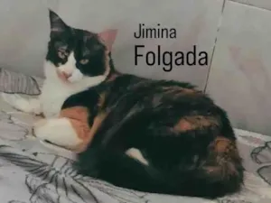 Gato raça SRD-ViraLata idade 2 anos nome Jimina