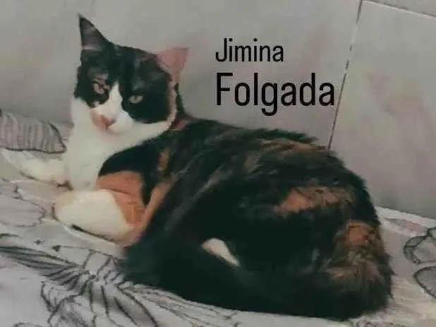 Gato ra a SRD-ViraLata idade 2 anos nome Jimina