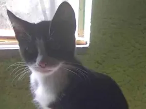 Gato raça SRD-ViraLata idade 7 a 11 meses nome 4 gatos